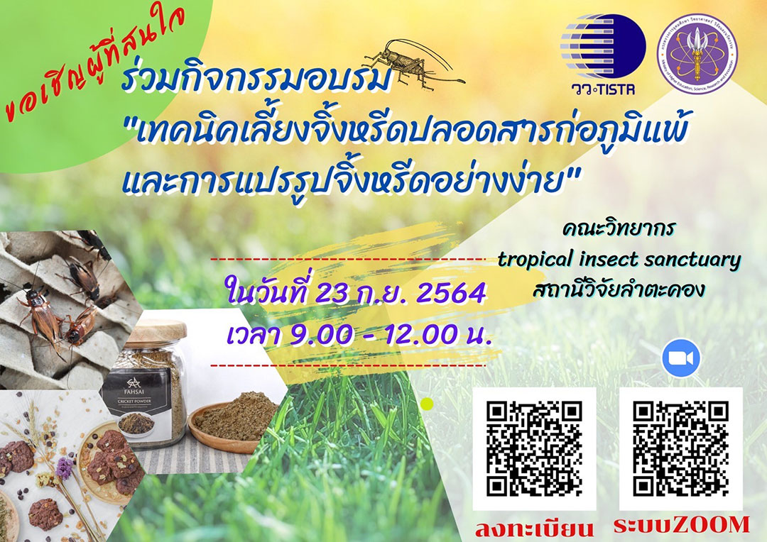 วว. จัดอบรมฟรี! เทคนิคเลี้ยงจิ้งหรีดปลอดสารก่อภูมิแพ้และการแปรรูปจิ้งหรีดอย่างง่าย